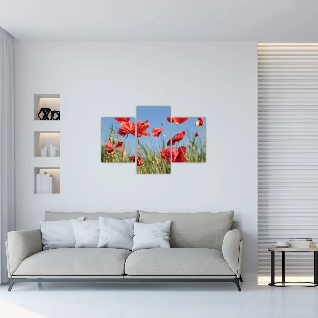 Obraz - Vlčie maky (90x60 cm)