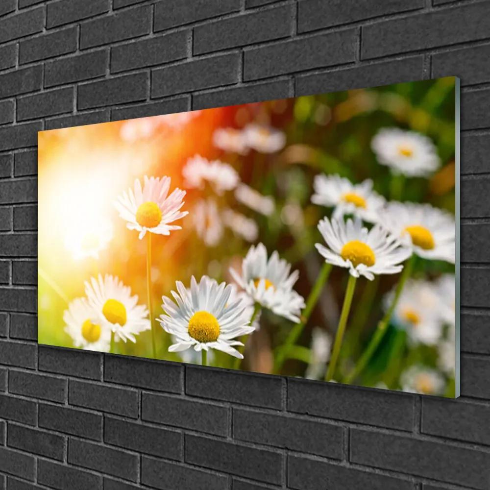 Skleneny obraz Sedmokrásky kvety lúče 140x70 cm