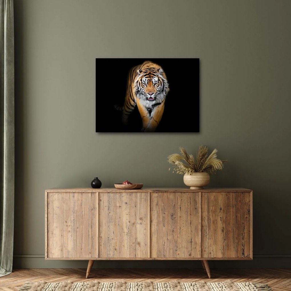 Obraz - Tiger (70x50 cm)