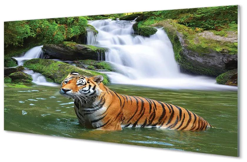 Obraz na akrylátovom skle Tiger vodopád 140x70 cm
