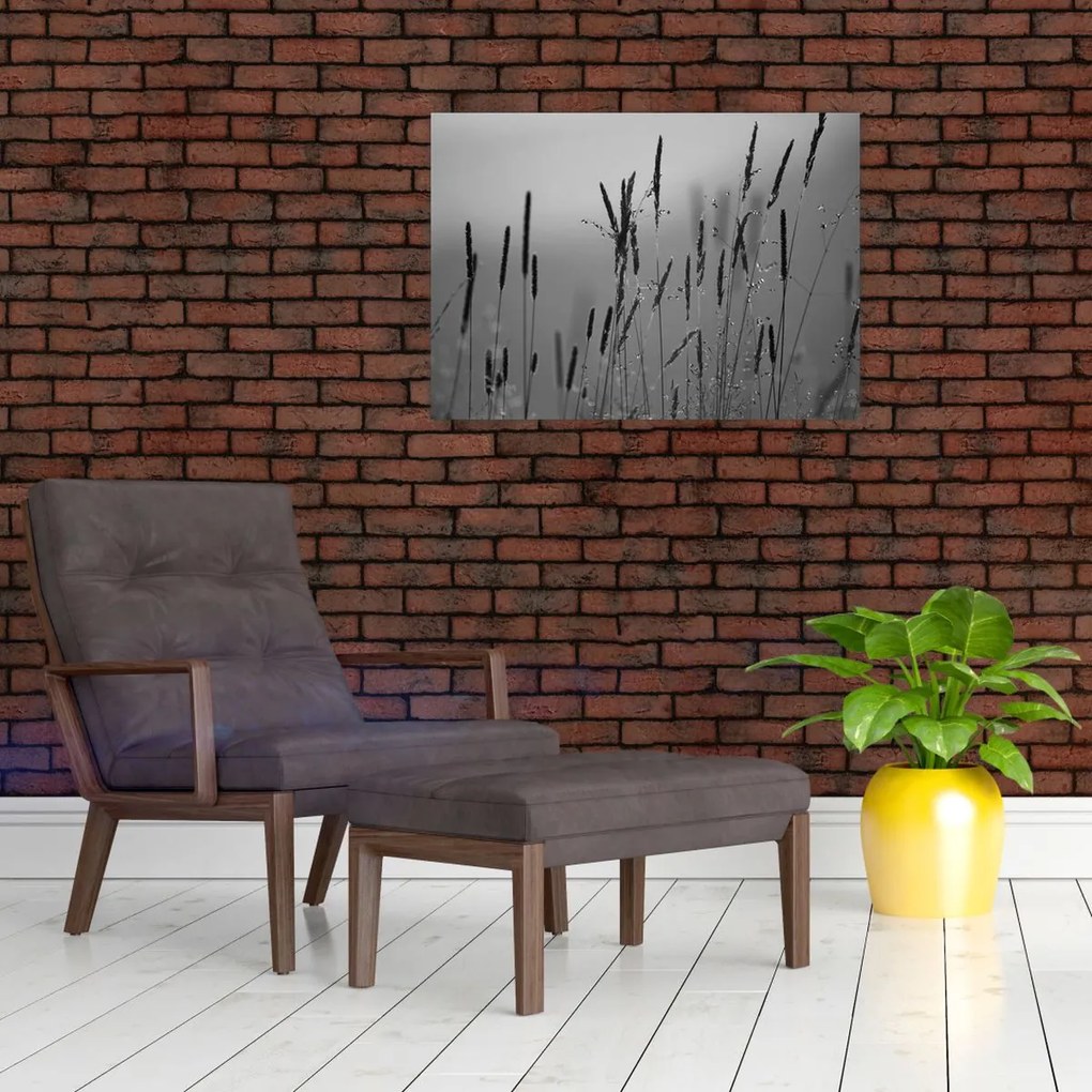 Sklenený obraz - Steblá trávy (70x50 cm)