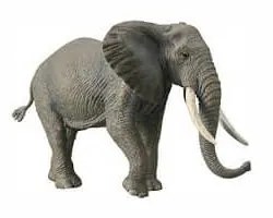 COLLECTA Slon africký