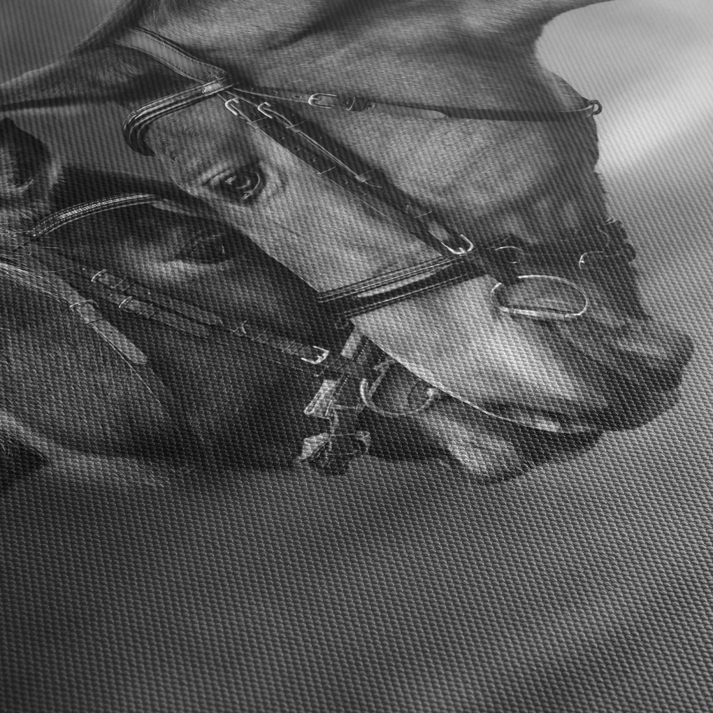 Obraz - Zamilované kone, čiernobiela (120x50 cm)