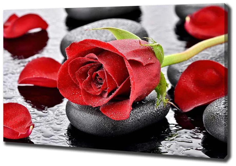 Moderný fotoobraz canvas na ráme Červená ruža pl-oc-100x70-f-69893127