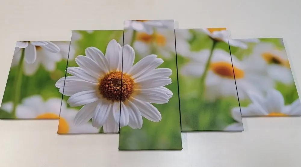 5-dielny obraz jarná lúka plná kvetov - 200x100