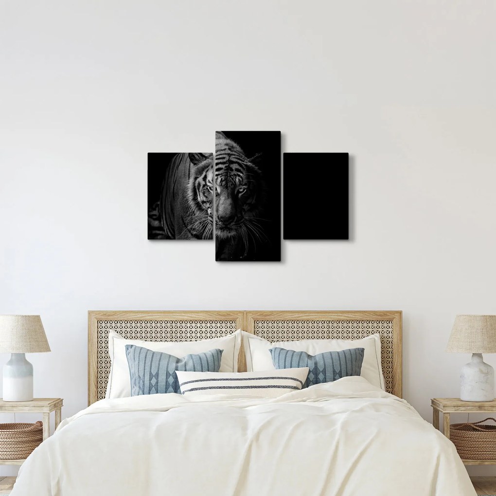 Obraz divokého tigra (90x60 cm)