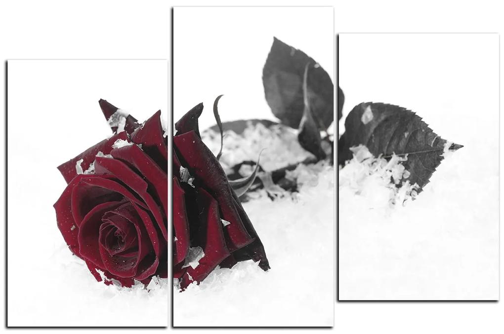 Obraz na plátne - Ruža na snehu 1103FD (105x70 cm)