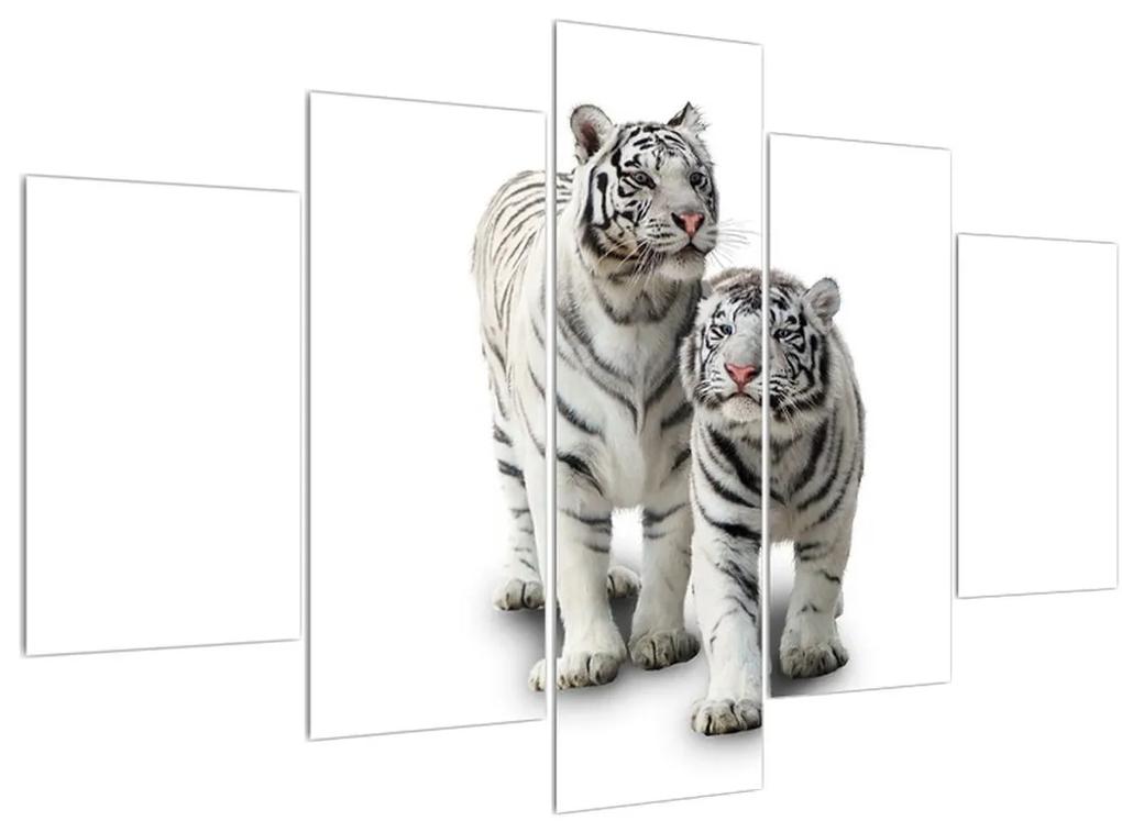 Obraz bieleho tigra (150x105 cm)