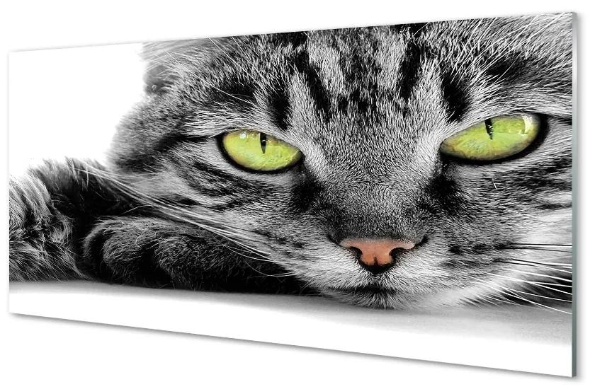 Sklenený obraz šedočierna mačka 100x50 cm