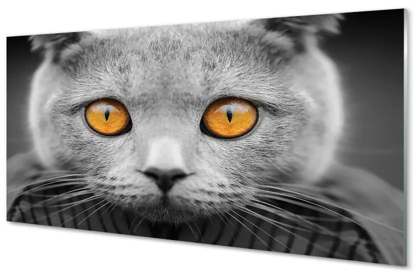 Nástenný panel  Sivá Britská mačka 120x60 cm