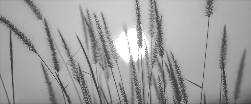 Obraz - Lúka pri západe slnka (120x50 cm)