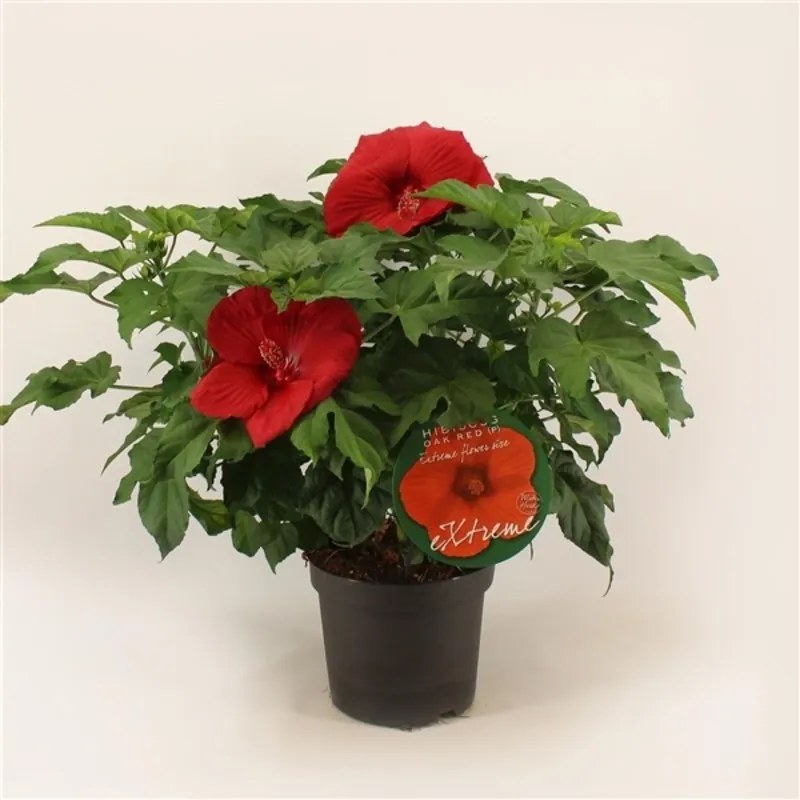 Hibiscus moscheutos Oak Red 23x70 cm