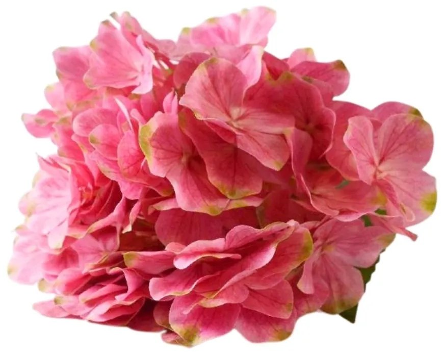 Hortensia 45cm tmavoružová A2010088