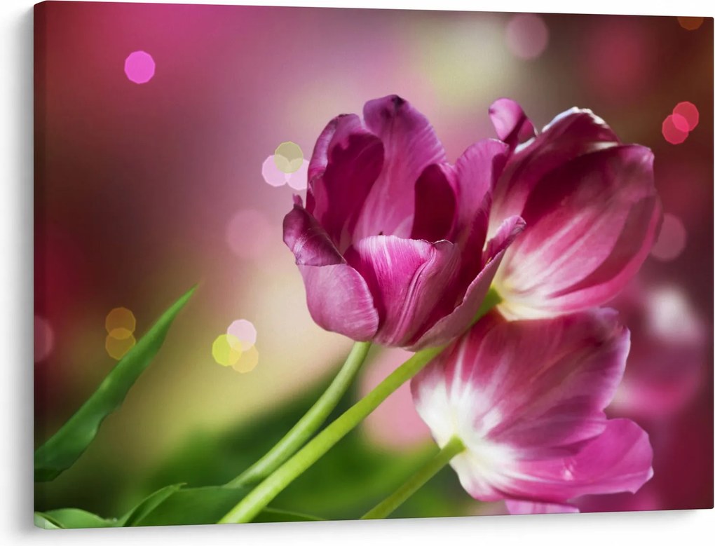 Obraz ružových tulipánov (70x50 cm)