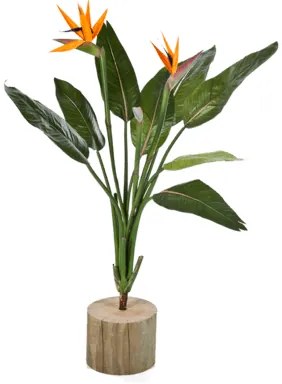 Strelitzia bush 100cm