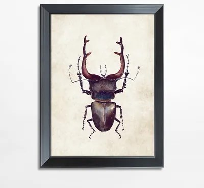 Maľba s hnedým hmyzom BEETLE 21x30 cm