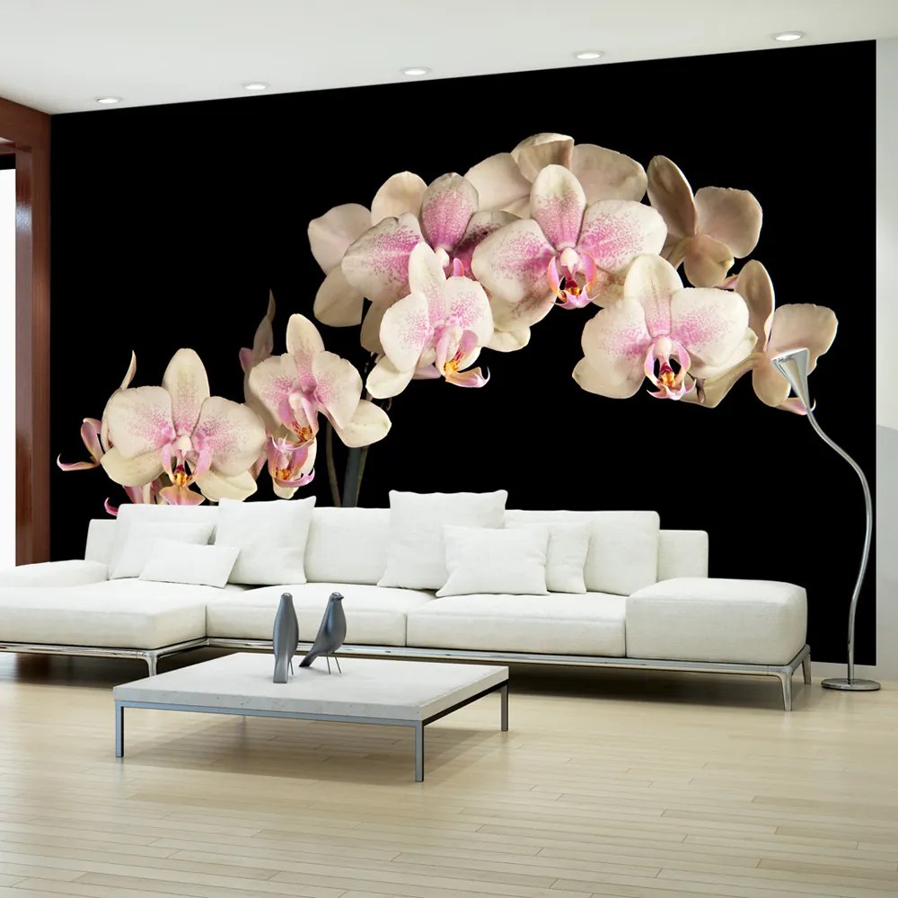 Fototapeta - Blooming orchid 450x270