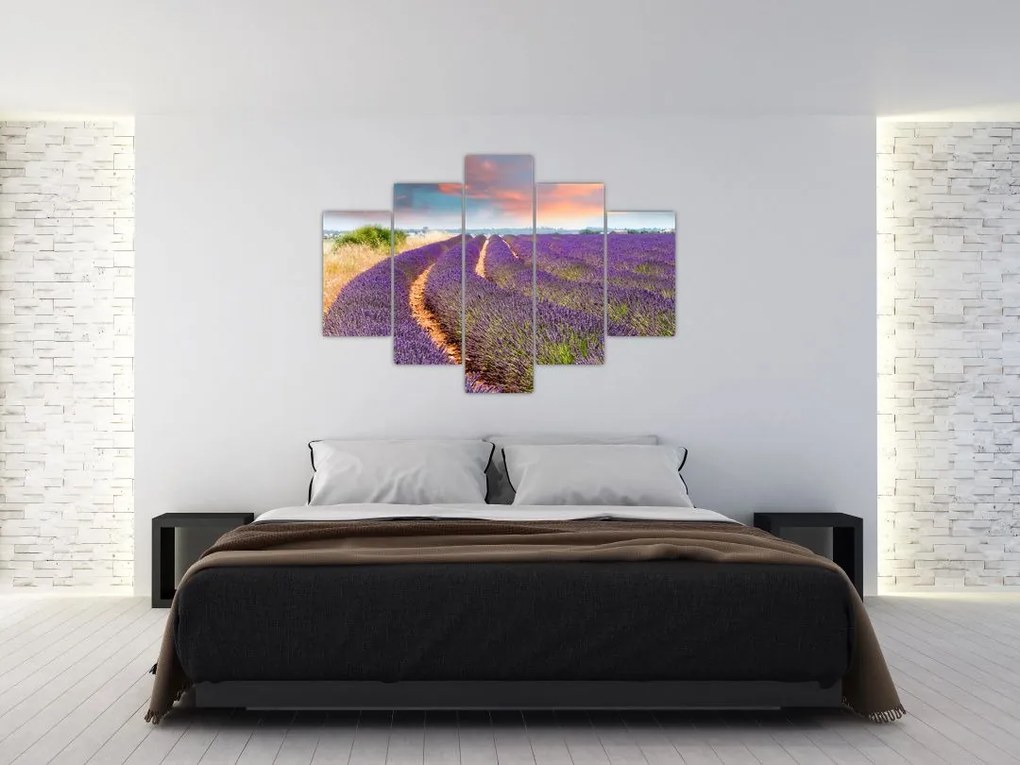 Levanduľové polia - obraz