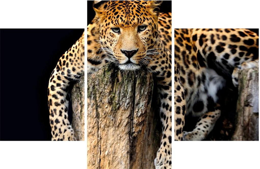 Obraz - Gepard (90x60 cm)