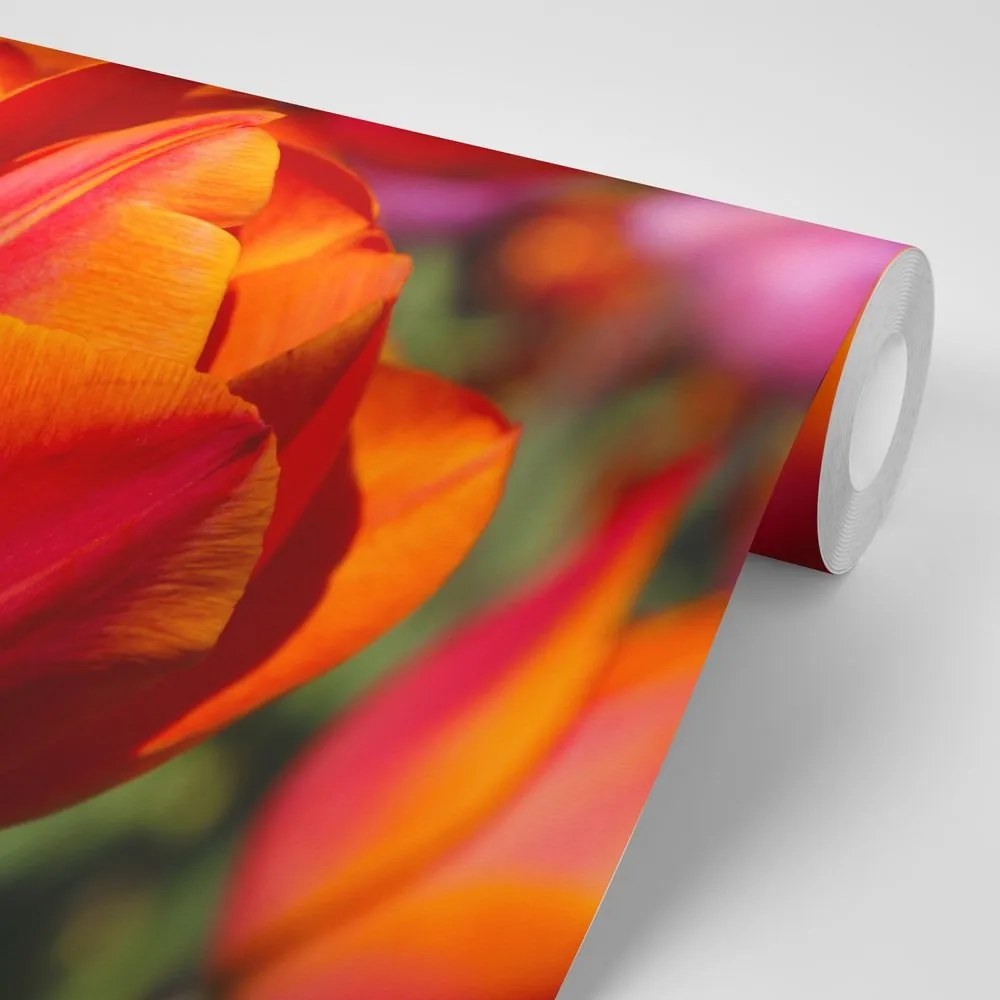 Fototapeta nádherné tulipány na lúke - 450x300