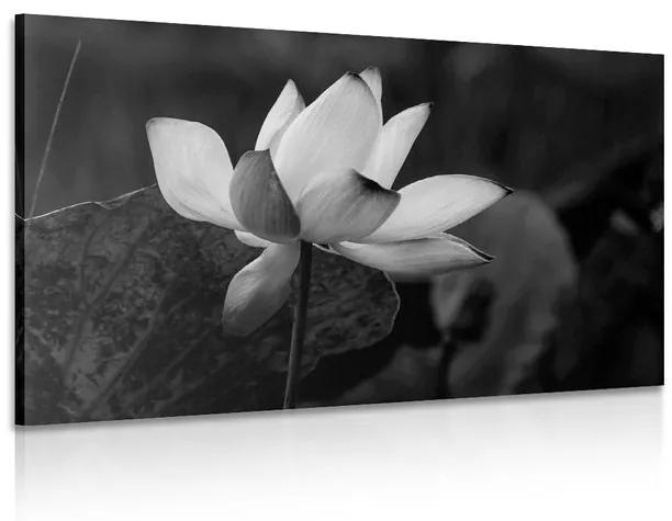 Obraz jemný lotosový kvet v čiernobielom prevedení Varianta: 120x80