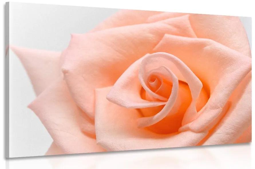 Obraz ruža v broskyňovom odtieni Varianta: 120x80