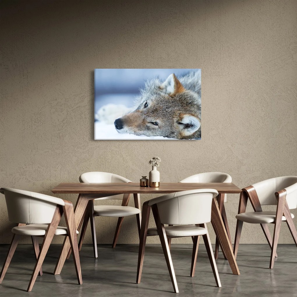Obraz - Vlk (90x60 cm)