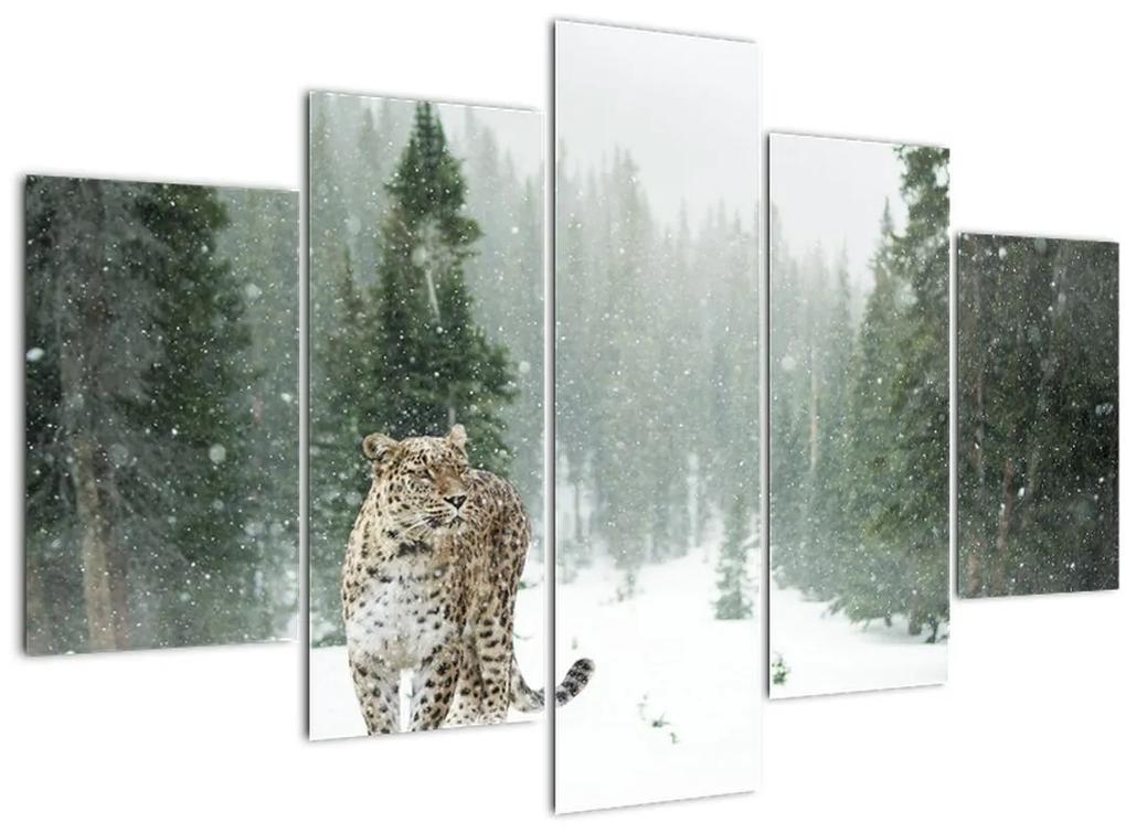 Obraz leoparda v snehu (150x105 cm)