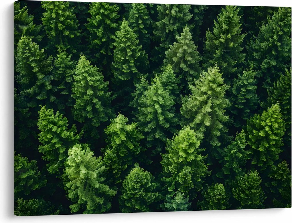 Obraz - Les (70x50 cm)
