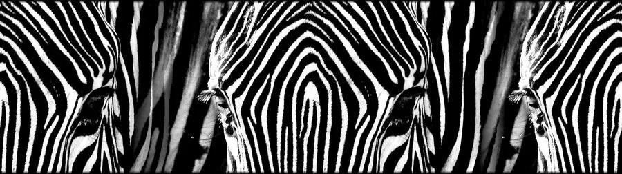 Zebra - samolepiaca bordúra