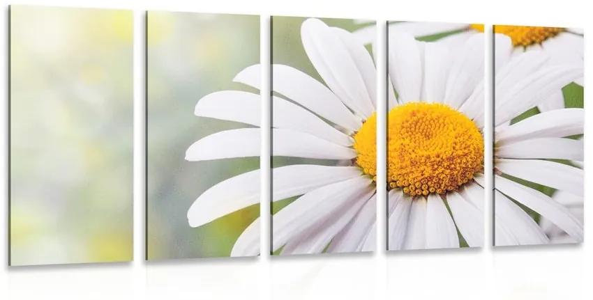 5-dielny obraz kvety margarétky - 200x100