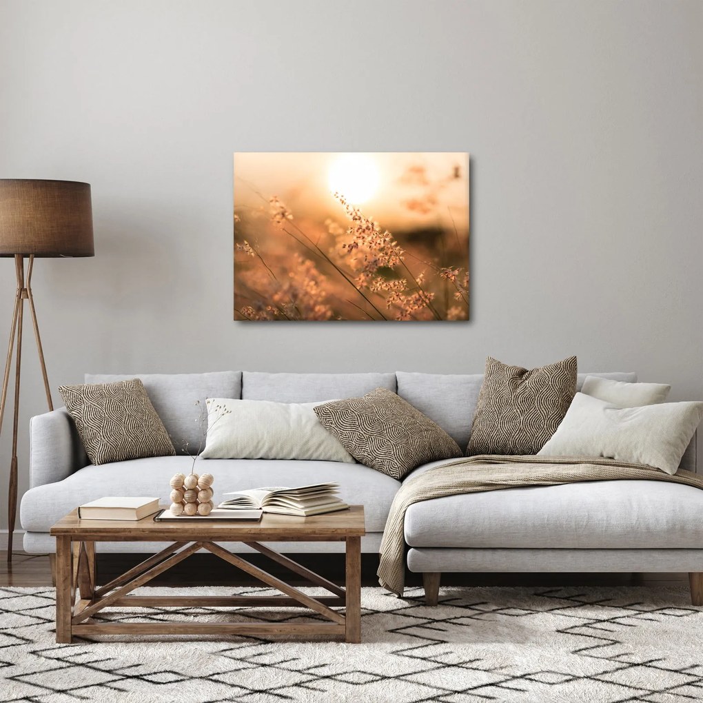Obraz - Tráva na slnku (70x50 cm)