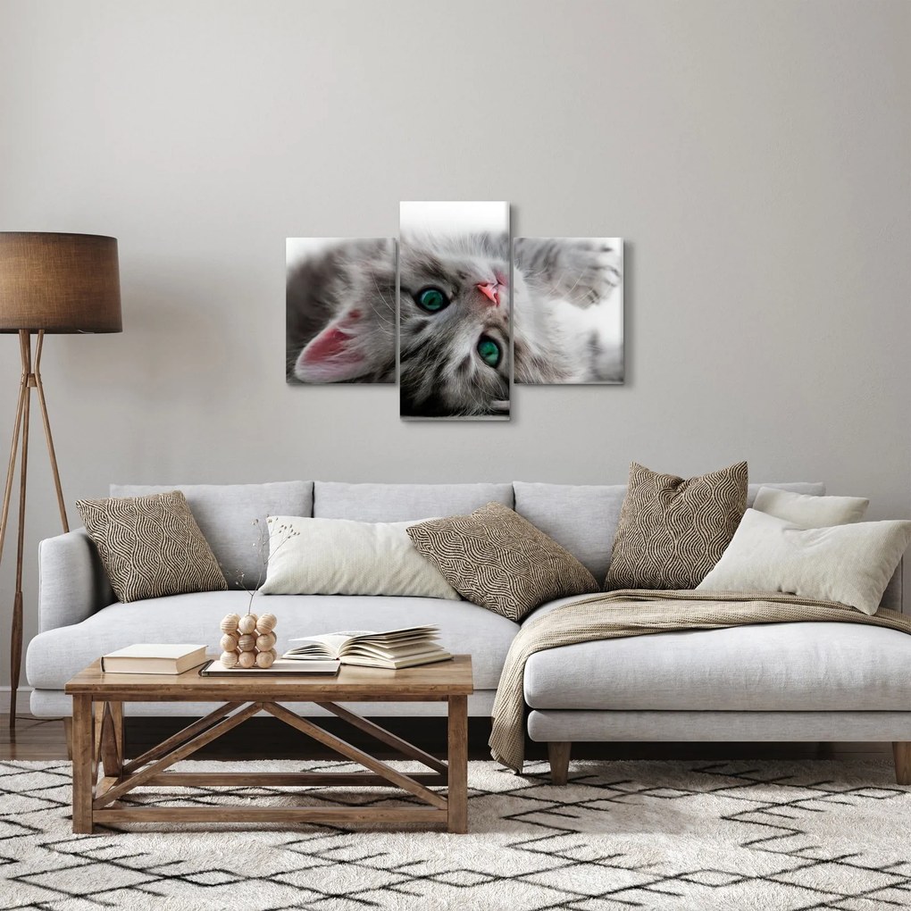 Obraz - Mačka so zelenými očami (90x60 cm)