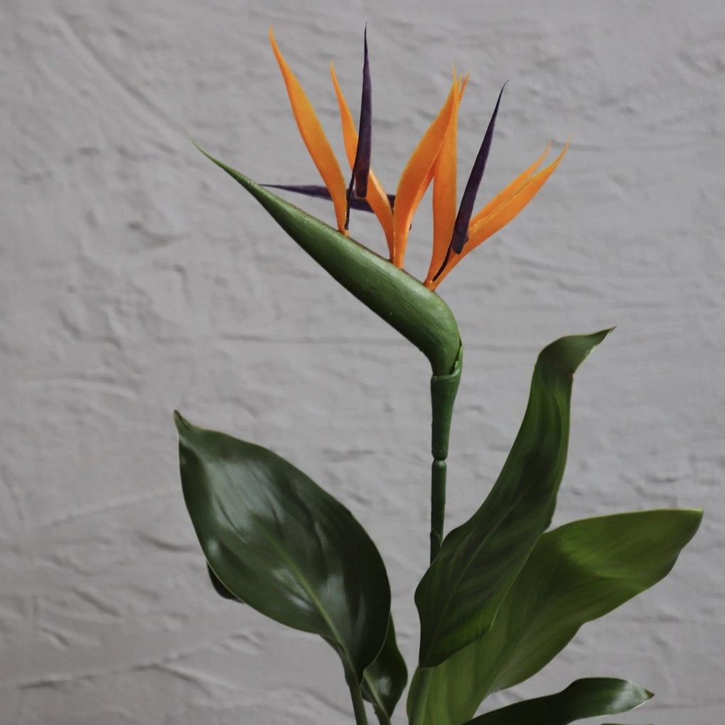 Strelitzia kráľovská Reginae