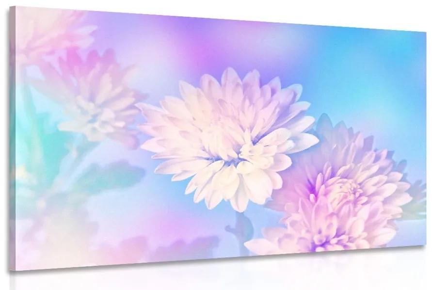 Obraz kvet chryzantémy Varianta: 90x60