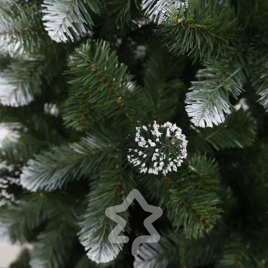 Borovica zasněžená 210 cm