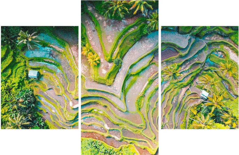 Obraz ryžových polí z vtáčej perspektívy (90x60 cm)