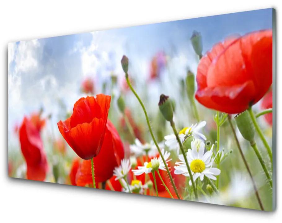 Skleneny obraz Maky sedmokrásky kvety 125x50 cm