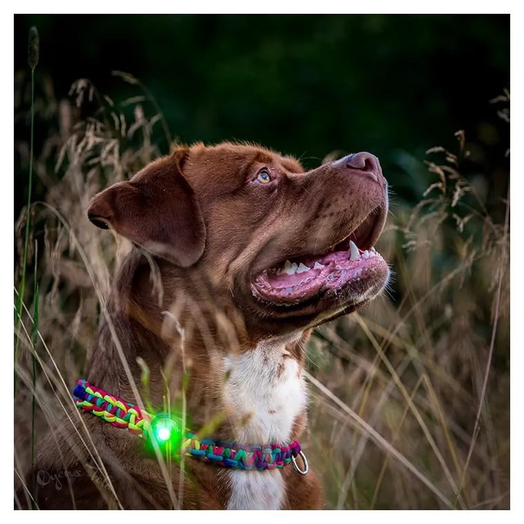LED svetlo na obojok Green – Orbiloc