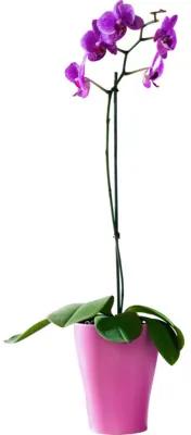 Obal na orchidey keramický Merina Candy Ø 14 x 15 cm tmavoružový