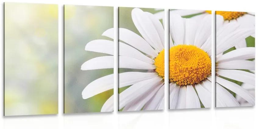 5-dielny obraz kvety margarétky Varianta: 200x100