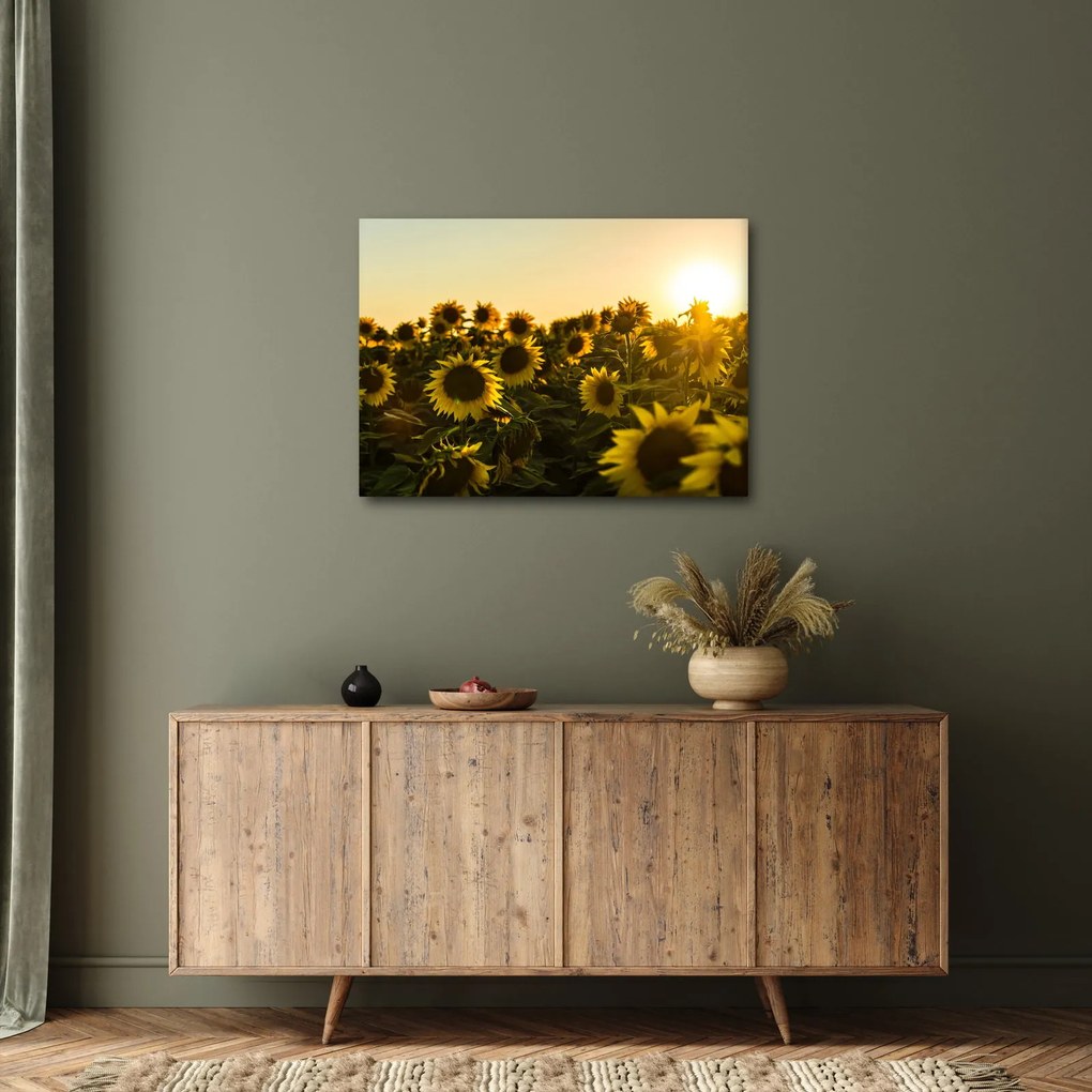 Obraz slnečnicového poľa (70x50 cm)