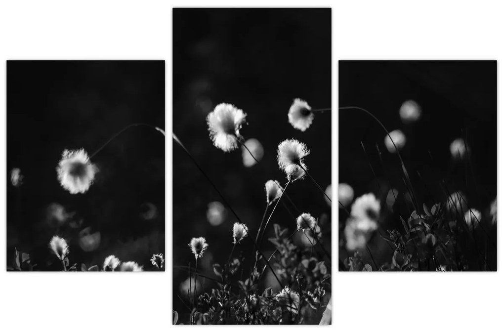 Obraz - Lúka s cottongrass N⁰1 (90x60 cm)