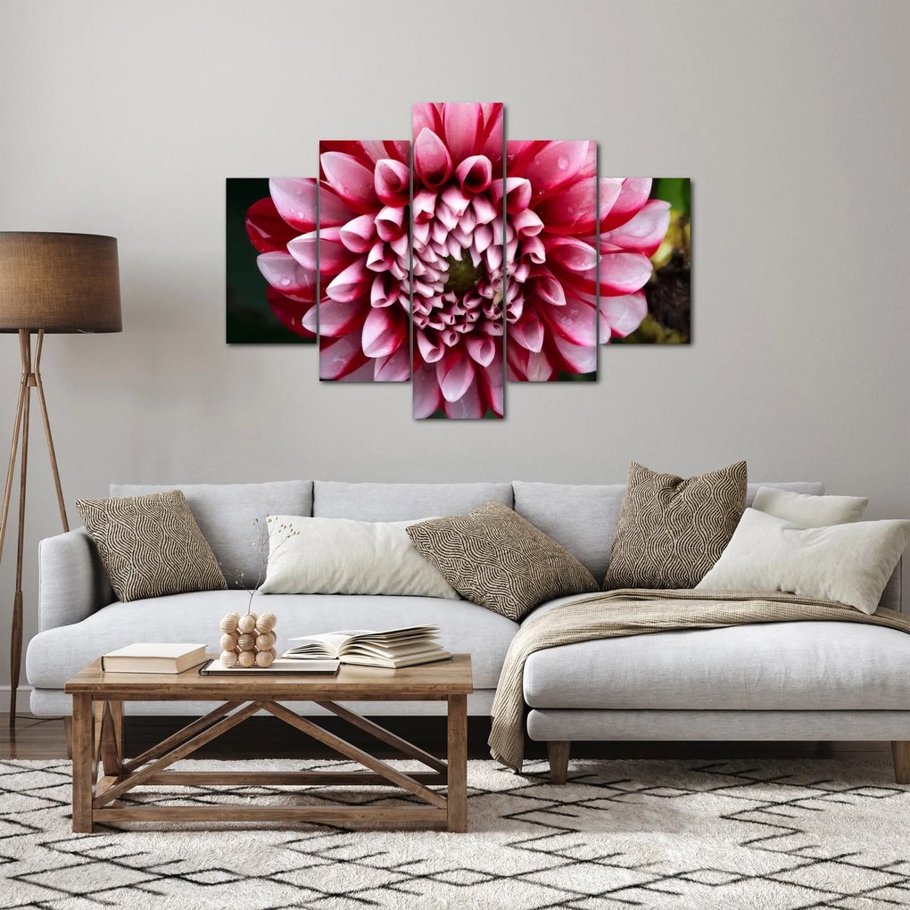 Obraz ružovej Dahlie (150x105 cm)