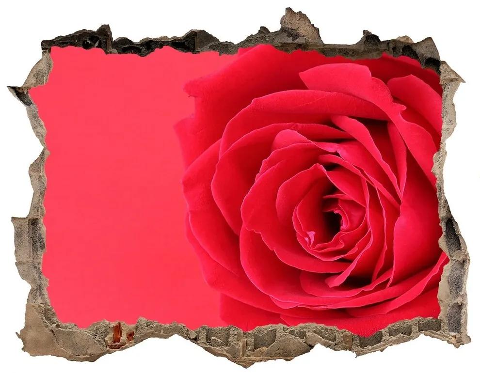 Díra 3D fototapeta na stěnu Červená ruža nd-k-77656963