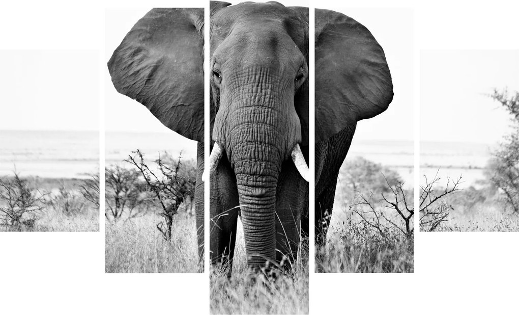 Obraz - Slon africký II. (150x105 cm)