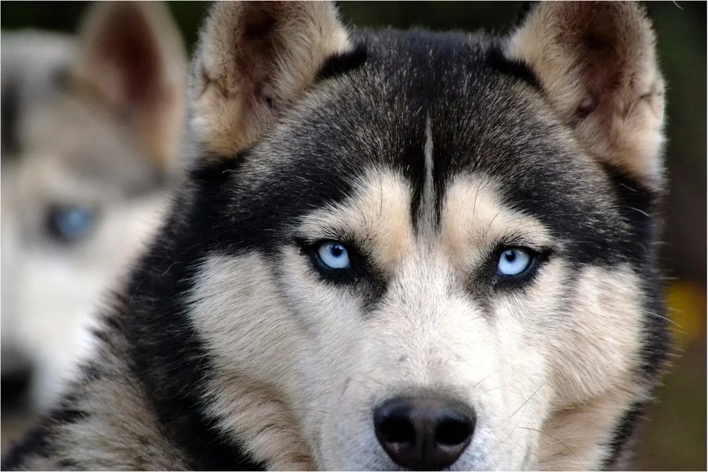 Obraz psa husky (90x60 cm)