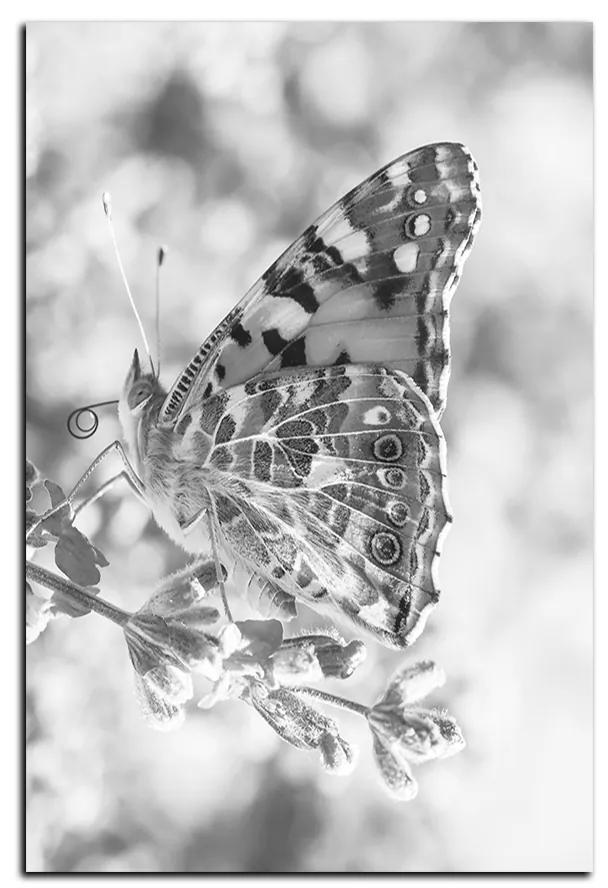 Obraz na plátne - Motýľ na levandule - obdĺžnik 7221QA (120x80 cm)