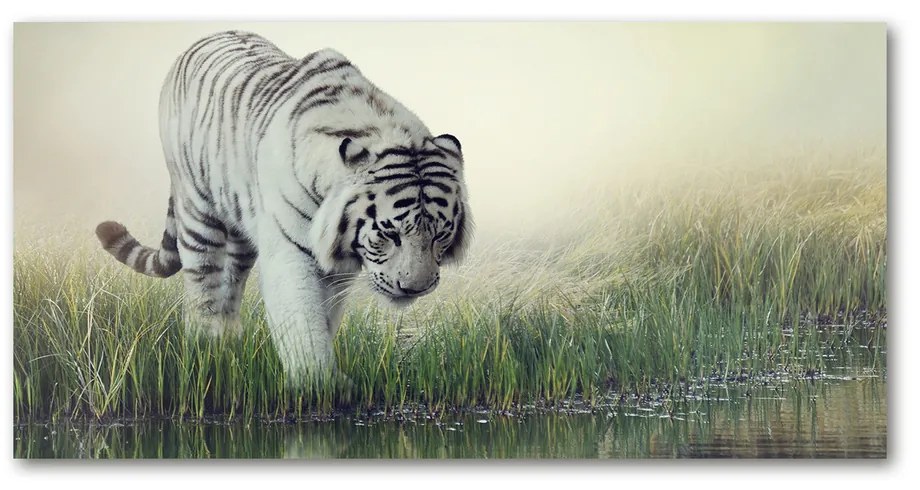 Foto obraz akrylové sklo Biely tiger pl-oa-140x70-f-84071201