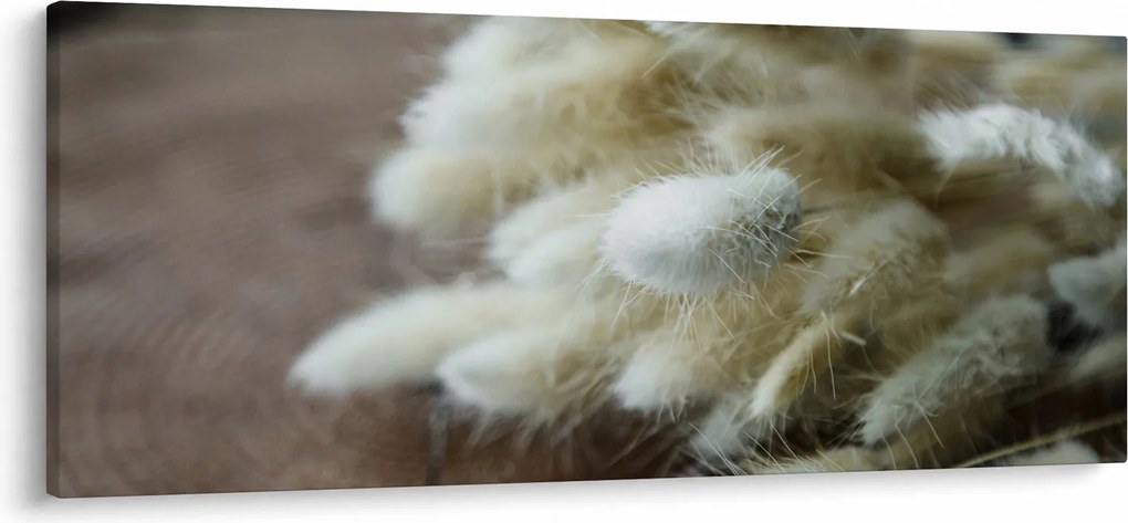 Obraz - Zajačí chvostík (120x50 cm)